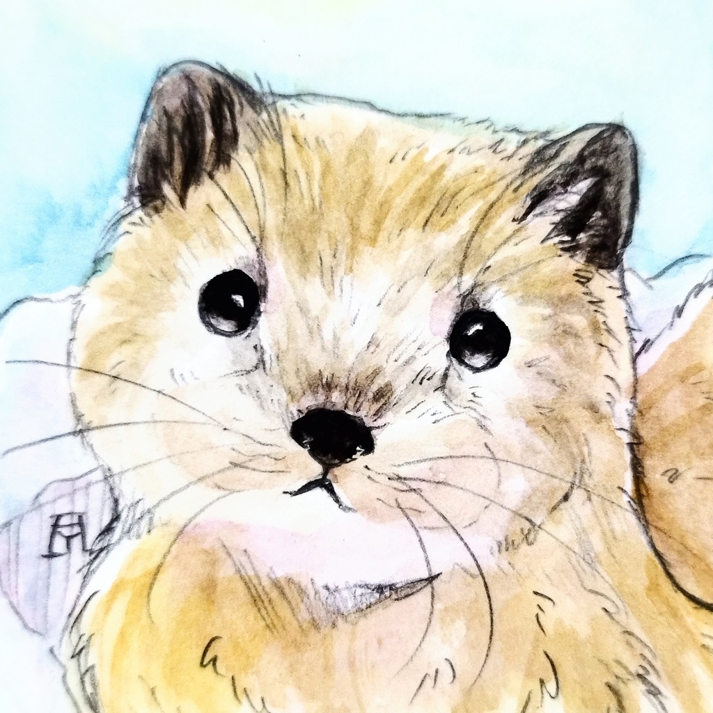 エゾクロテン　透明水彩イラスト原画