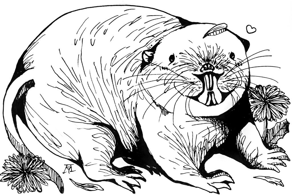 ペン画 文鳥/ハダカデバネズミ 原画