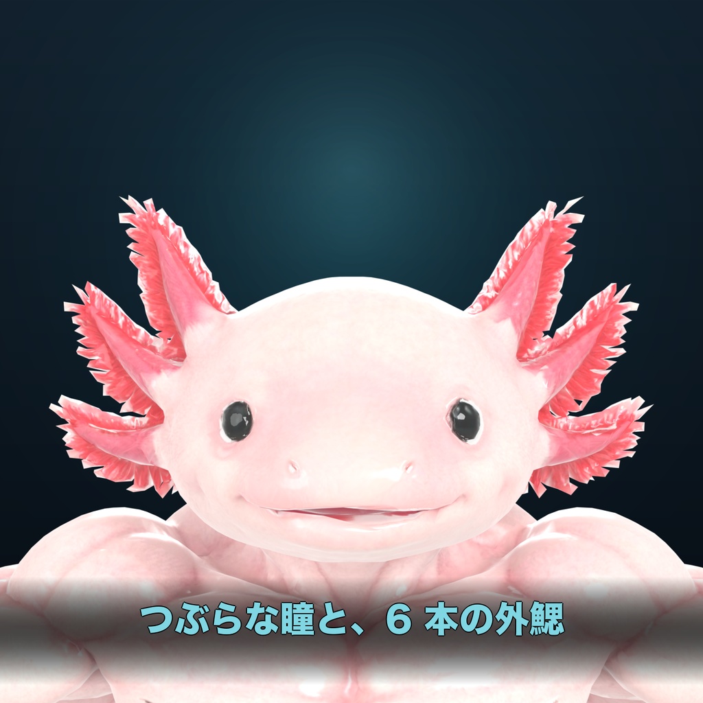 マッスルウーパールーパー / MUSCLE AXOLOTL