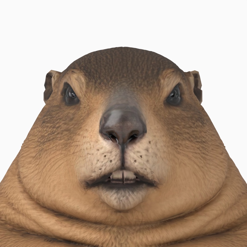中年太りマーモット / MIDDLE-AGED MARMOT