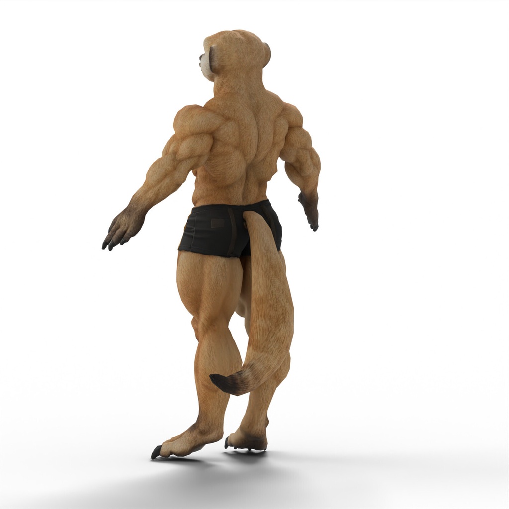 マッスルミーアキャット / MUSCLE MEERKAT