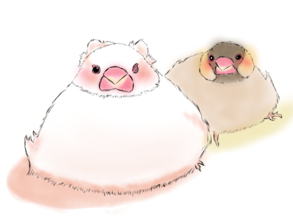 ほっこり文鳥