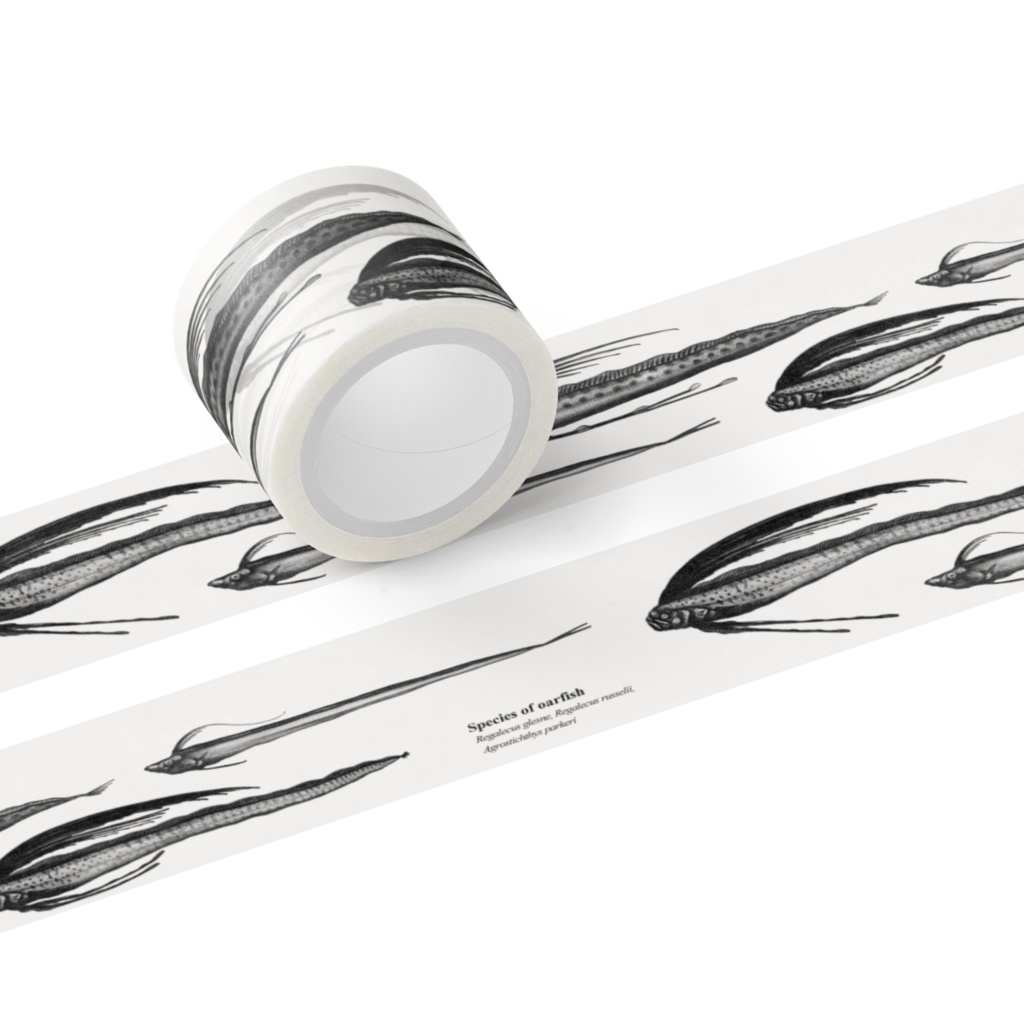 リュウグウノマステ（30mm幅）