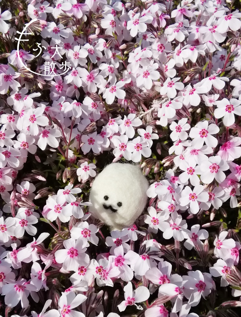 もふ犬散歩 A5サイズ24P写真集