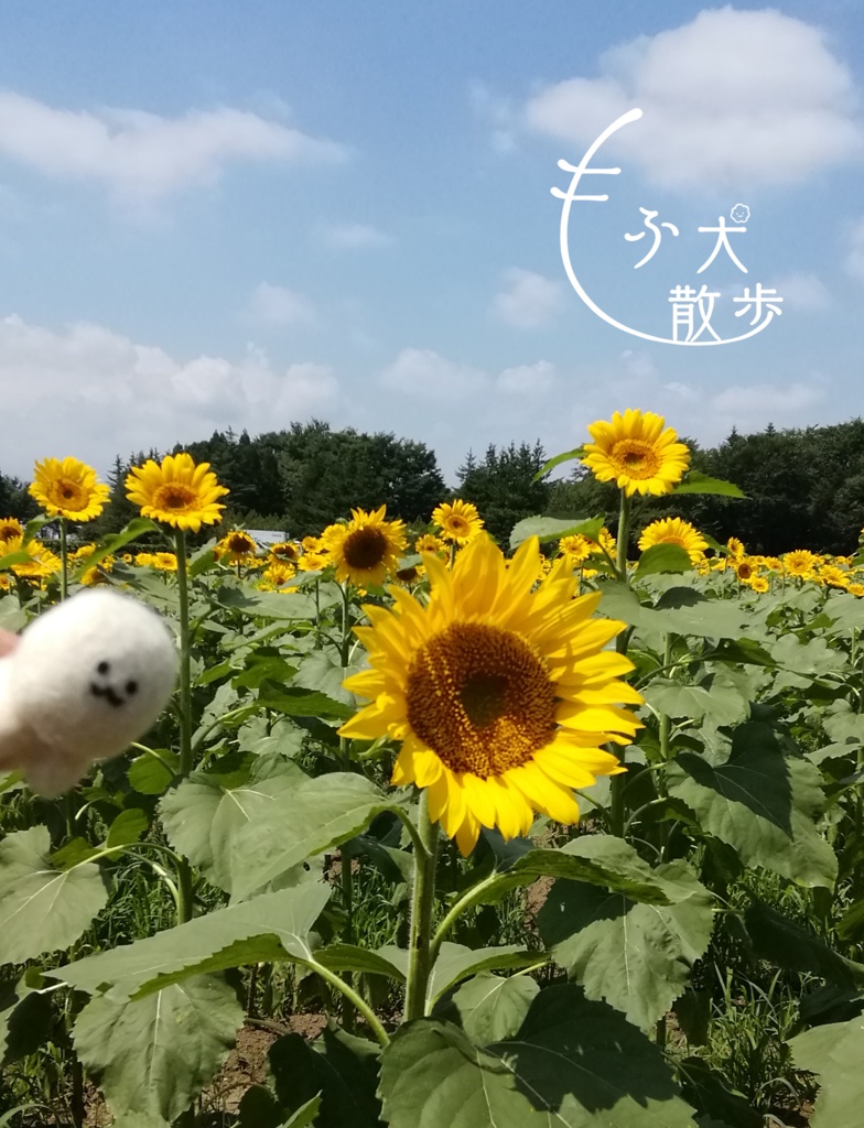 もふ犬散歩 A5サイズ24P写真集