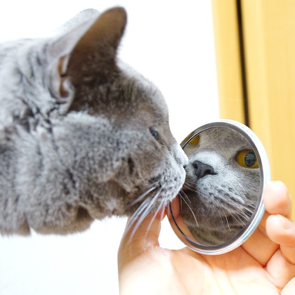 うにの秘密基地 缶ミラー(72mm)