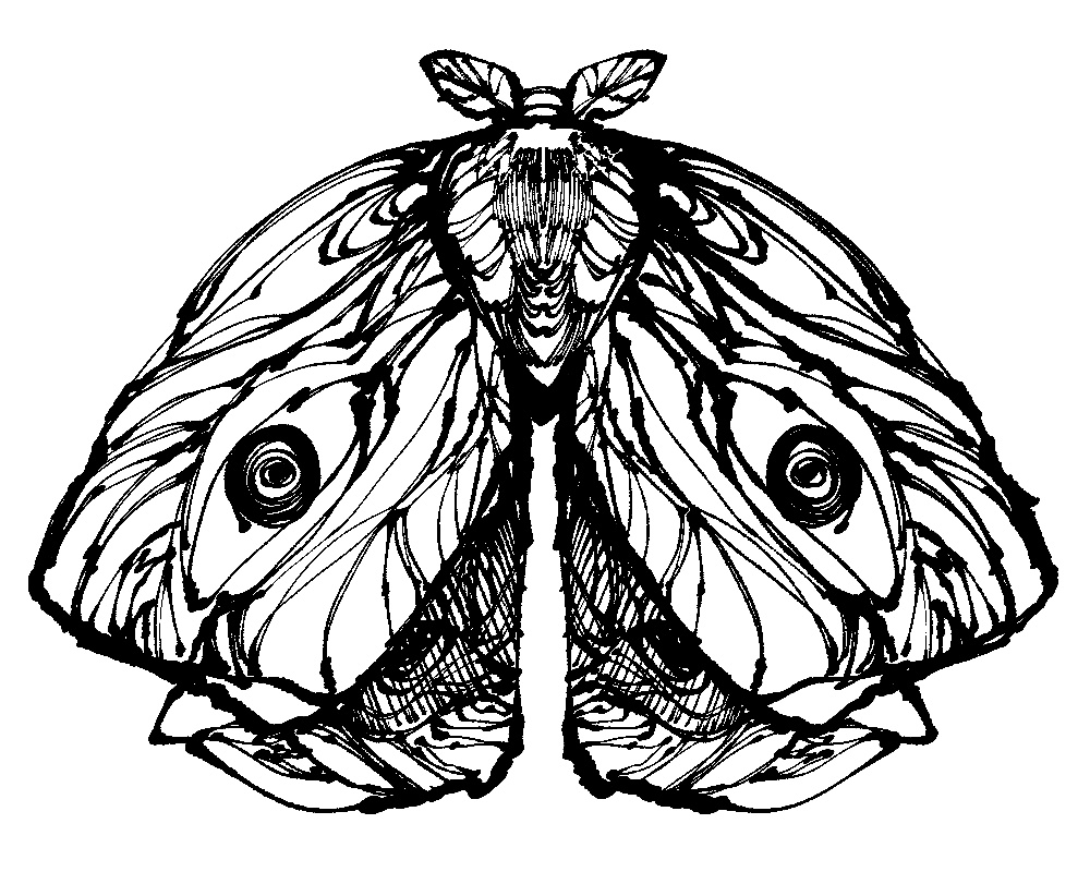 蛾っぽい何かのペン画