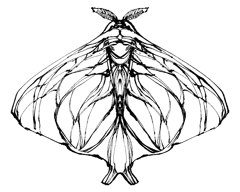 蛾っぽい何かのペン画
