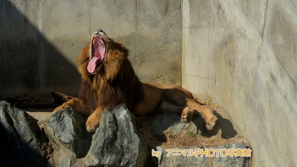 ライオンの写真(３枚セット)