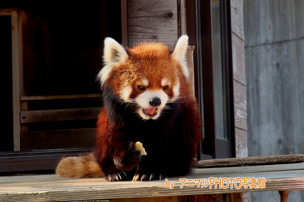 レッサーパンダの風太たちの写真(３枚セット)