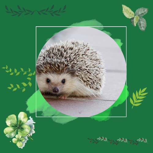 【アイコン用】夜の森としじみ：幸せを運ぶクローバーデザイン