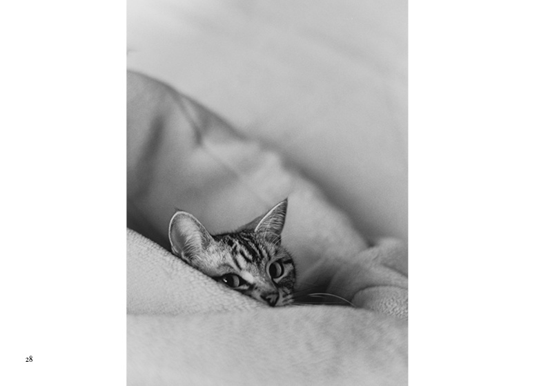 猫写真集『Sleep well』アスフェリカル