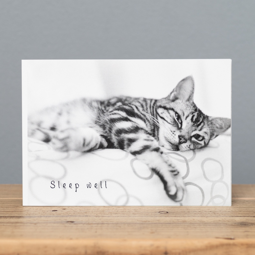 猫写真集『Sleep well』アスフェリカル