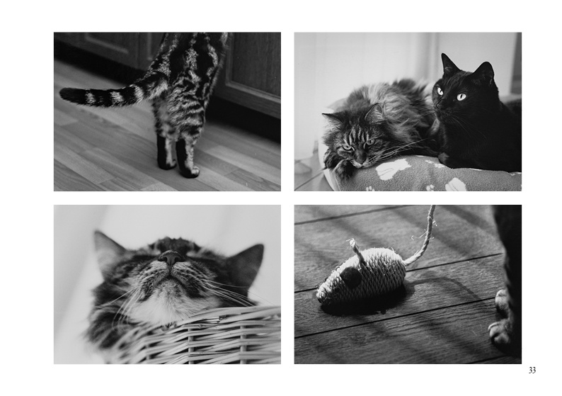 猫写真集『Sleep well』アスフェリカル
