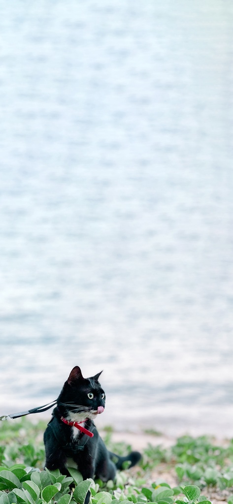 Lala Outdoor Wallpaper set