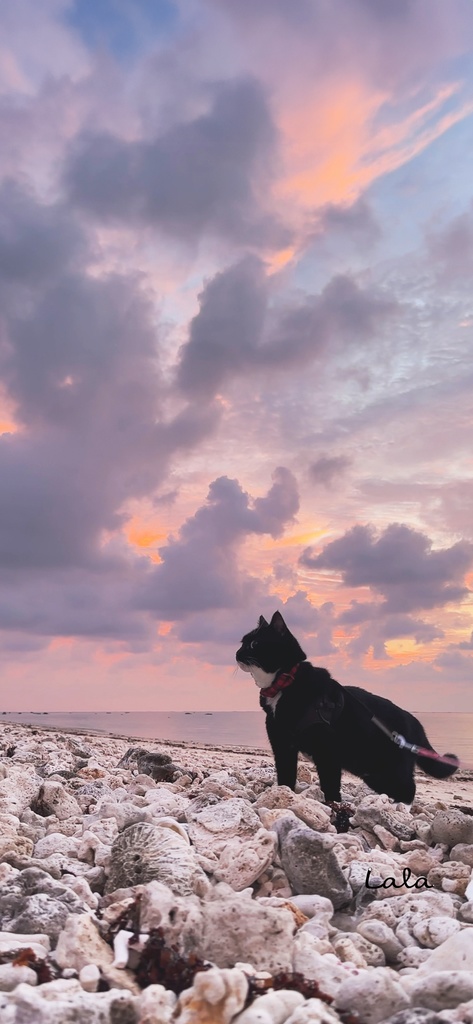 Lala Outdoor Wallpaper set