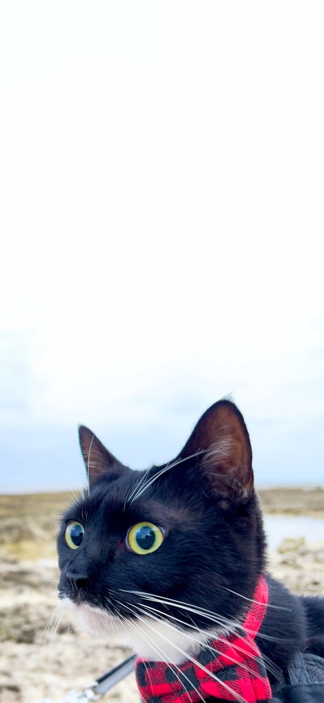 Lala Outdoor Wallpaper set