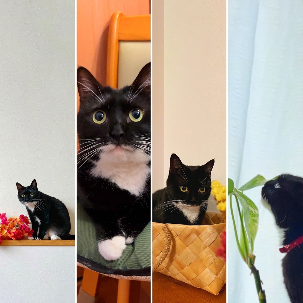 Lala Room Wallpaper set