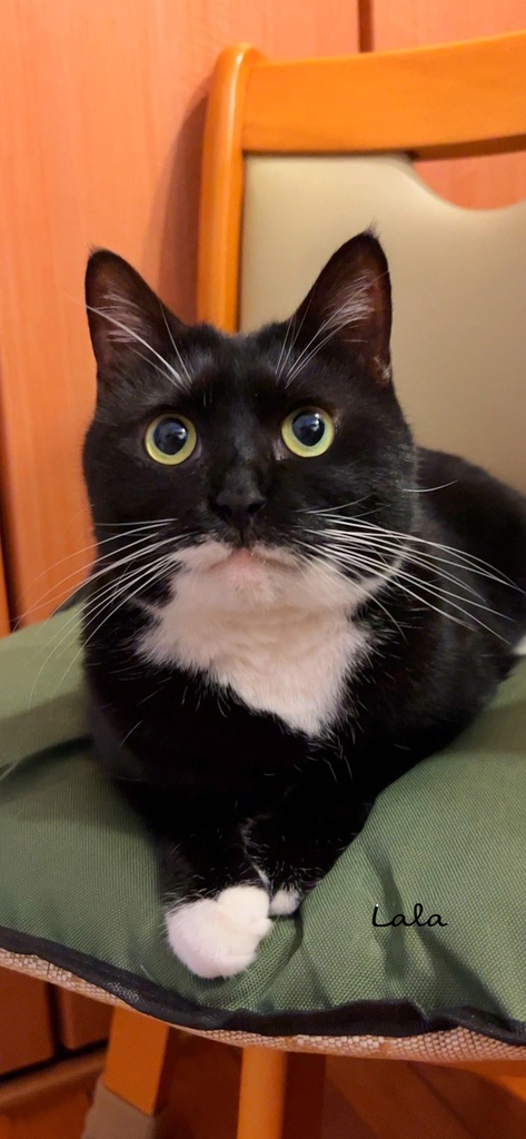 Lala Room Wallpaper set