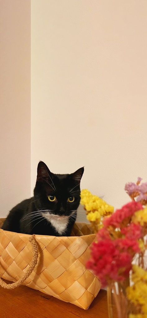 Lala Room Wallpaper set