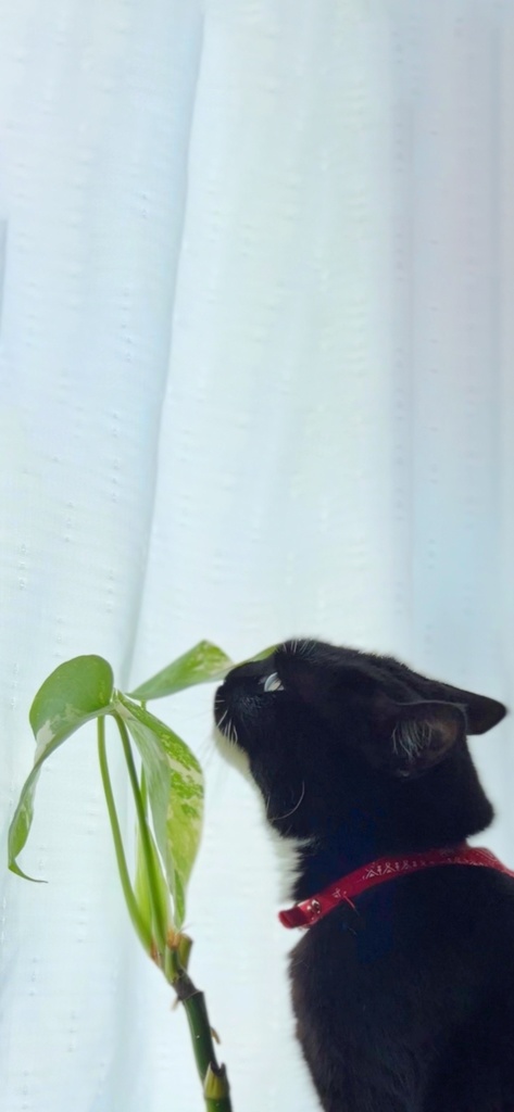 Lala Room Wallpaper set