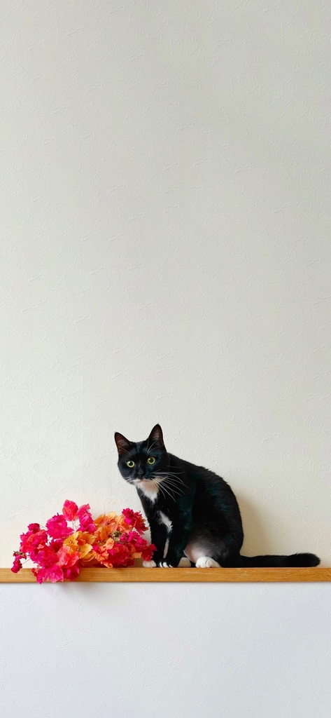 Lala Room Wallpaper set