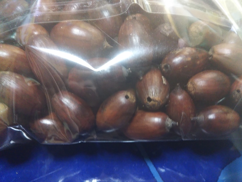 №04 売り切り虫食い穴ありどんぐり 200個前後