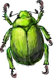 コシノコガネムシ