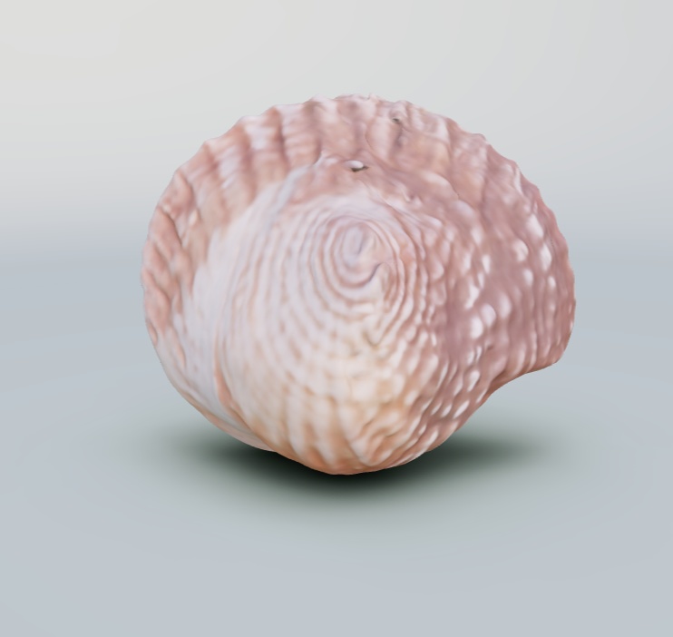 (fbx) 貝殻
