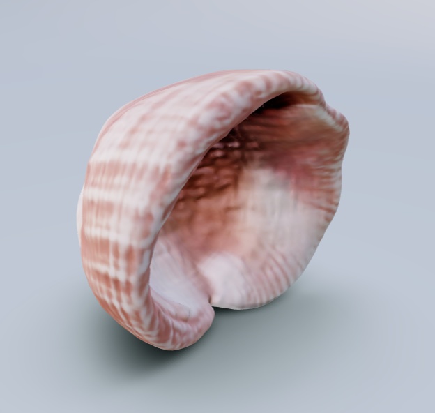 (fbx) 貝殻