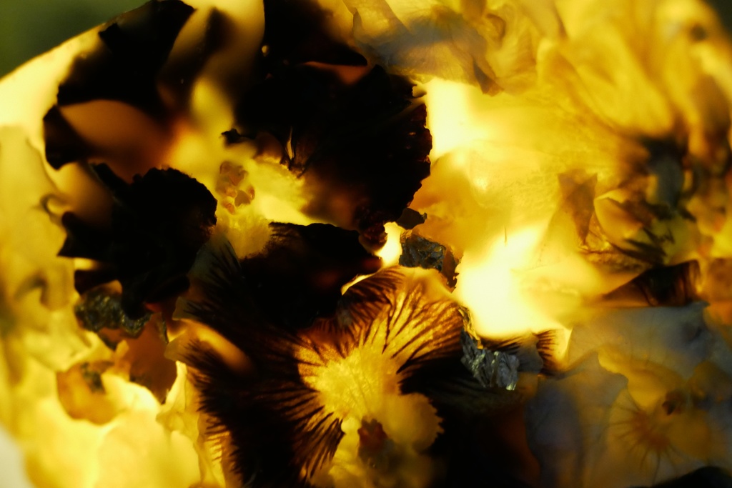 【マイガーデン】LEDキャンドル専用ボタニカルランタン -2025summer-