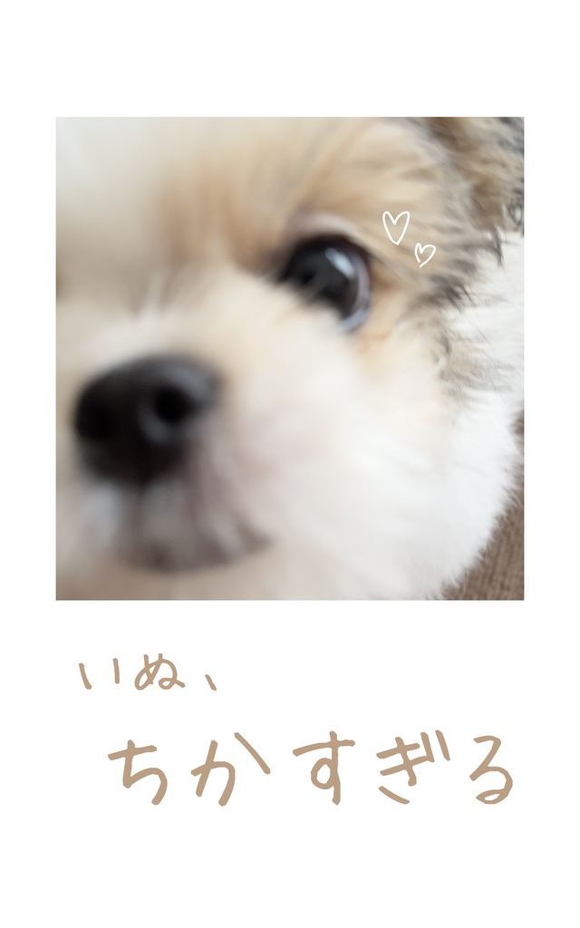 いぬ、ちかすぎる