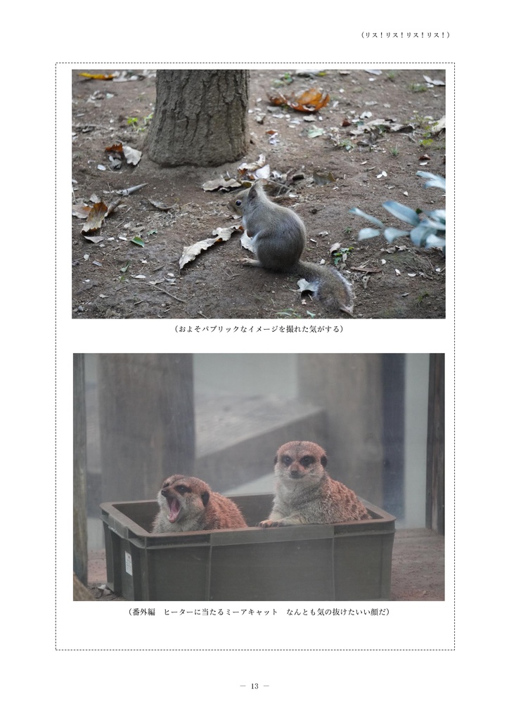 リス!リス!リス!リス! 2025年動物園訪問レポート