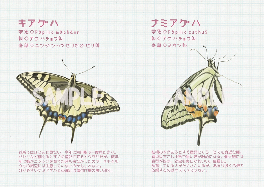 ことし見た蝶2021