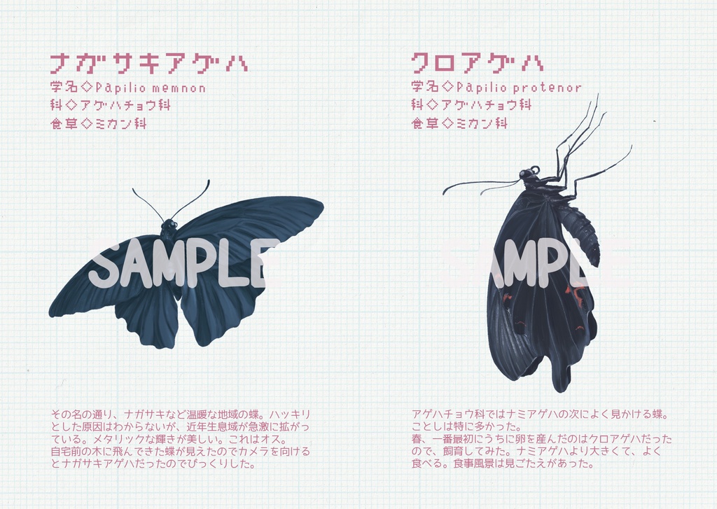 ことし見た蝶2021