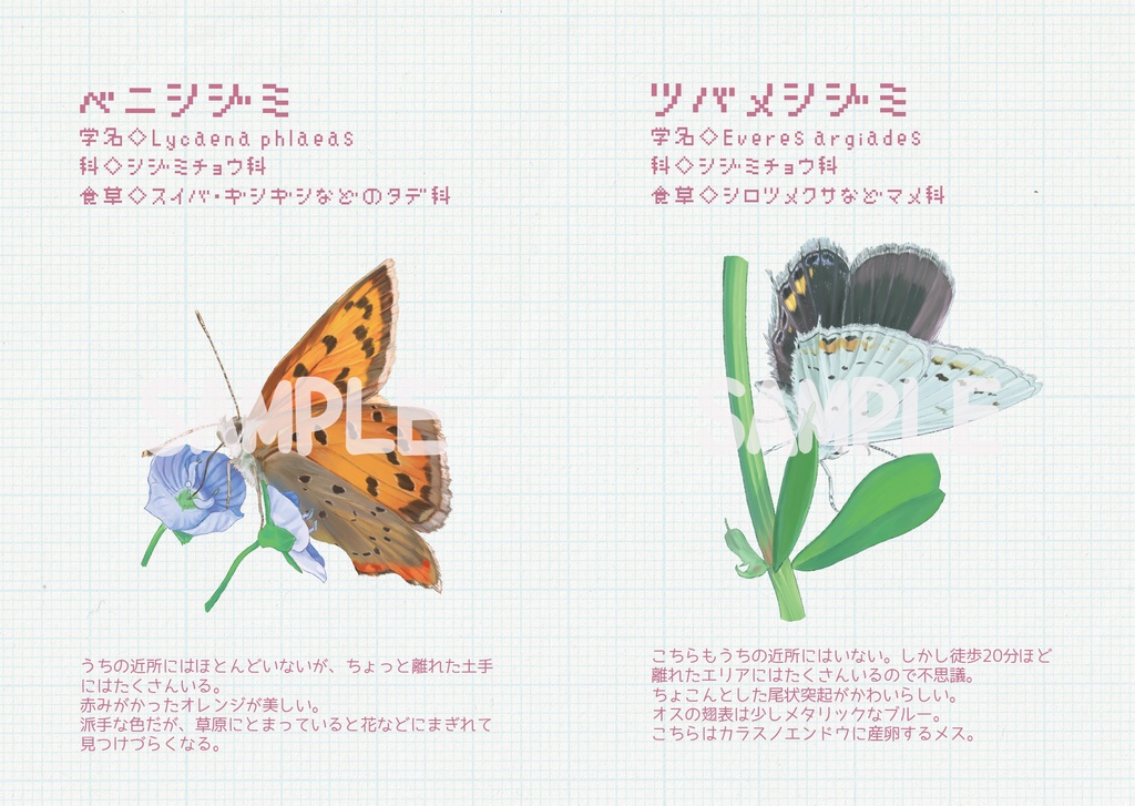 ことし見た蝶2021