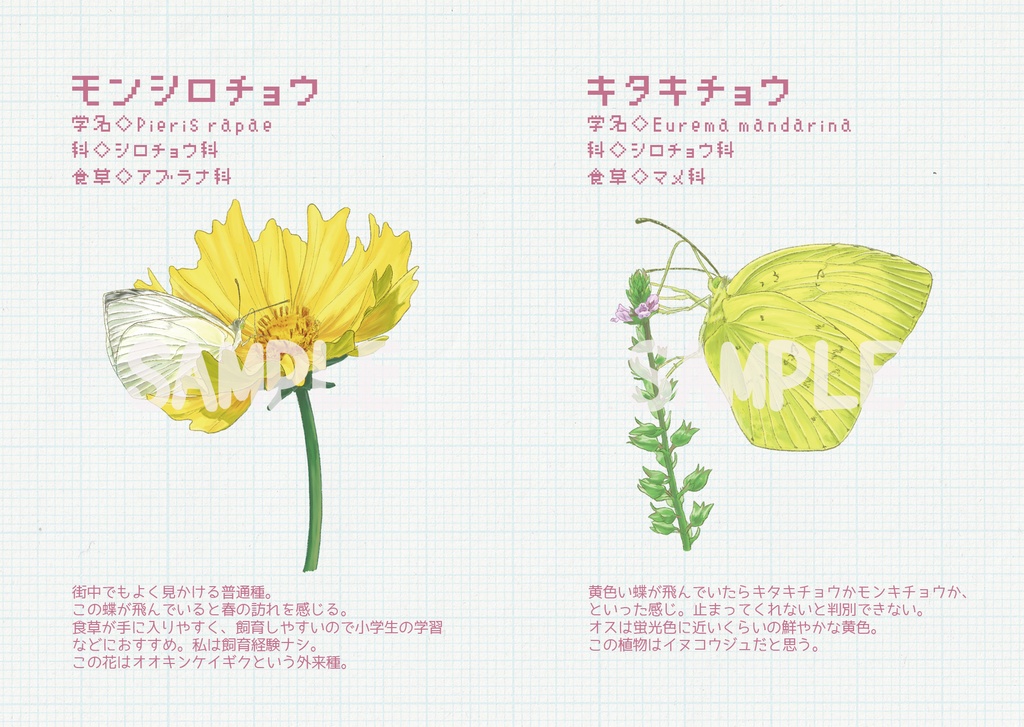 ことし見た蝶2021
