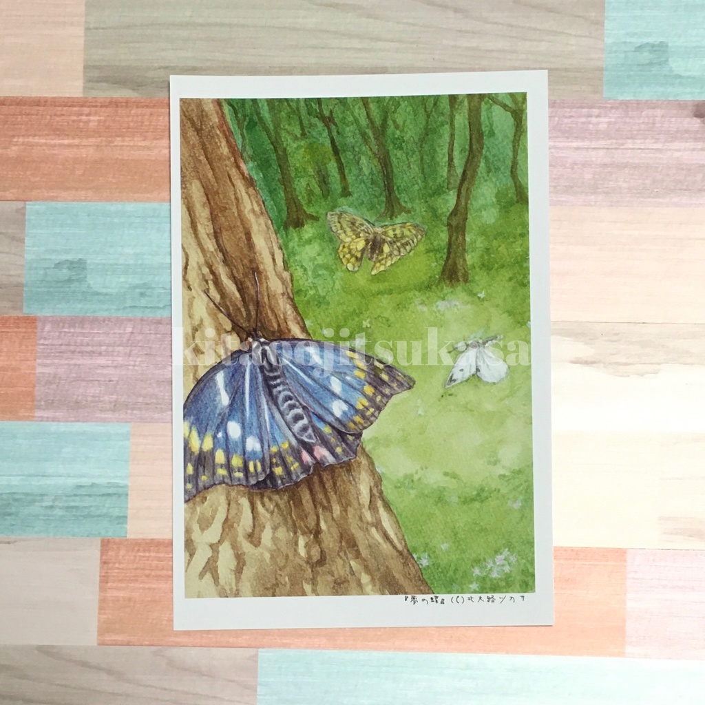 ポストカード【夢の蝶