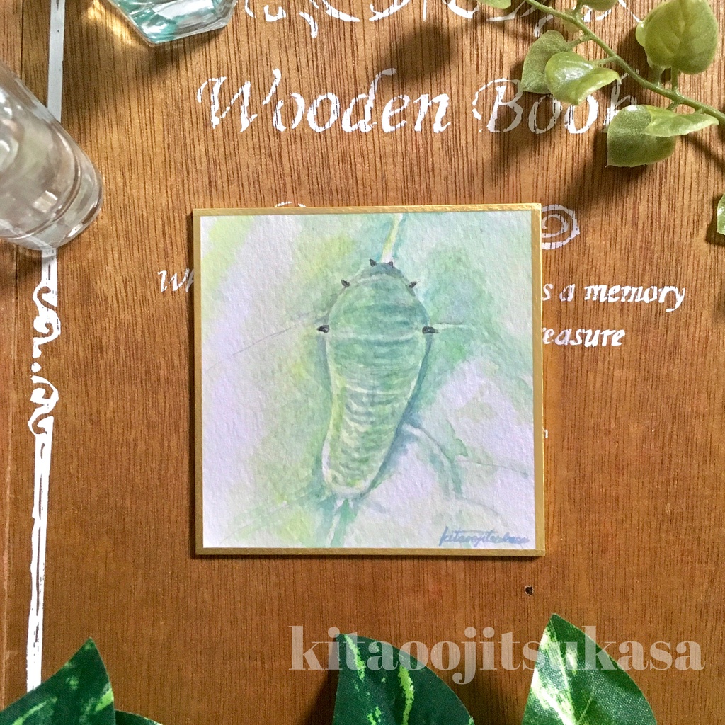 豆色紙【アオスジアゲハ幼虫】