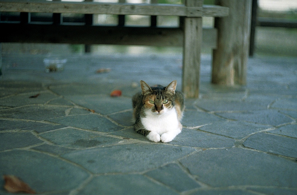 フィルム写真集『Strange Dreaming』
