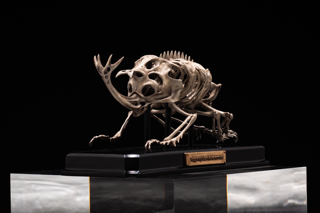 エンドスケルトンミュージアム 国産カブトムシ