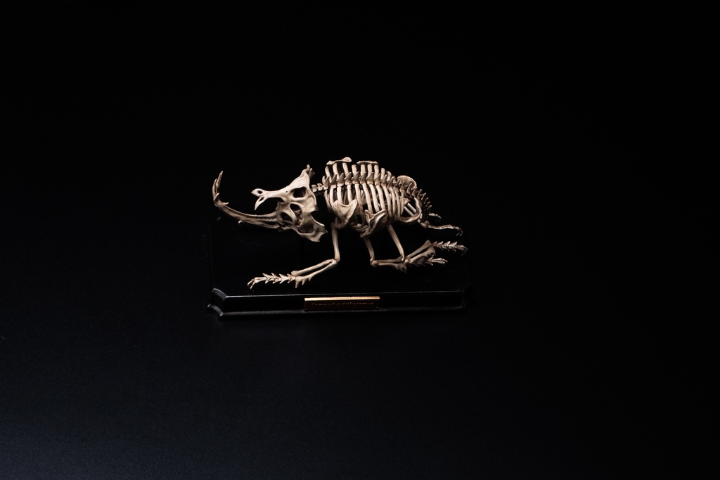 エンドスケルトンミュージアム 国産カブトムシ