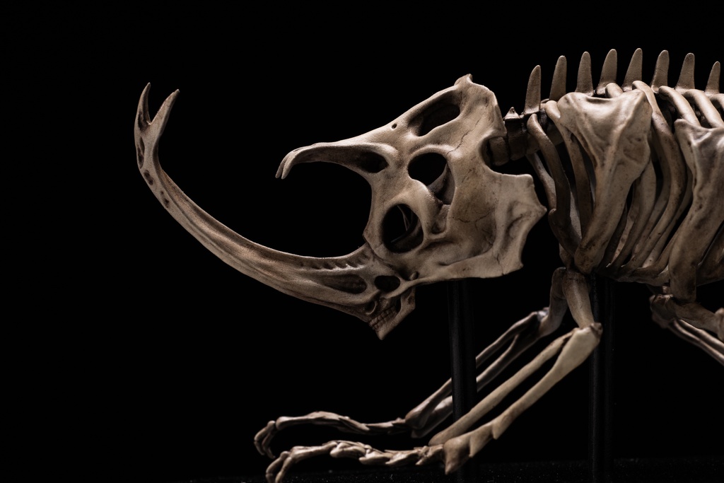 エンドスケルトンミュージアム 国産カブトムシ