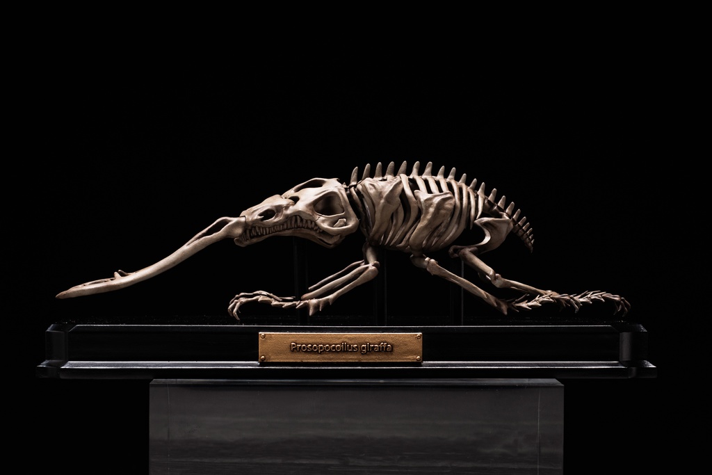 エンドスケルトンミュージアム ギラファノコギリクワガタ