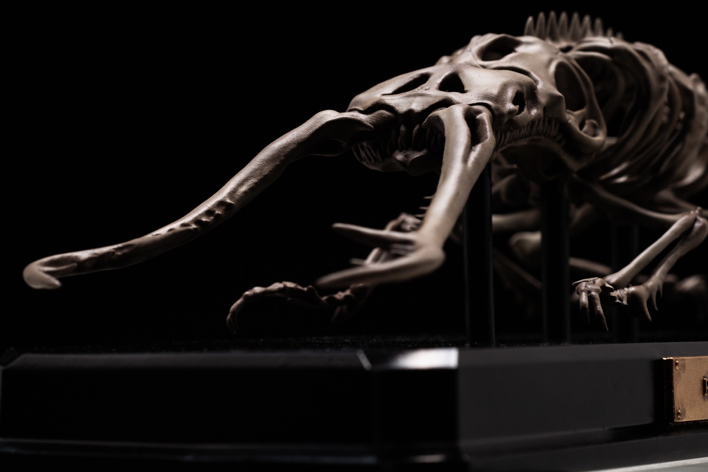 エンドスケルトンミュージアム ギラファノコギリクワガタ