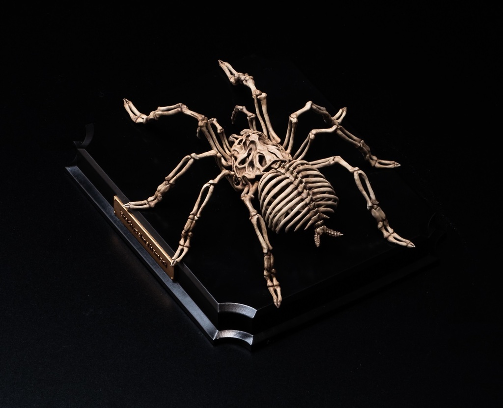 エンドスケルトンミュージアム メキシカンレッドニータランチュラ