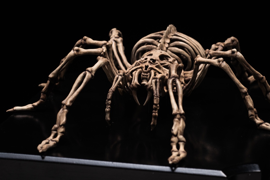 エンドスケルトンミュージアム メキシカンレッドニータランチュラ