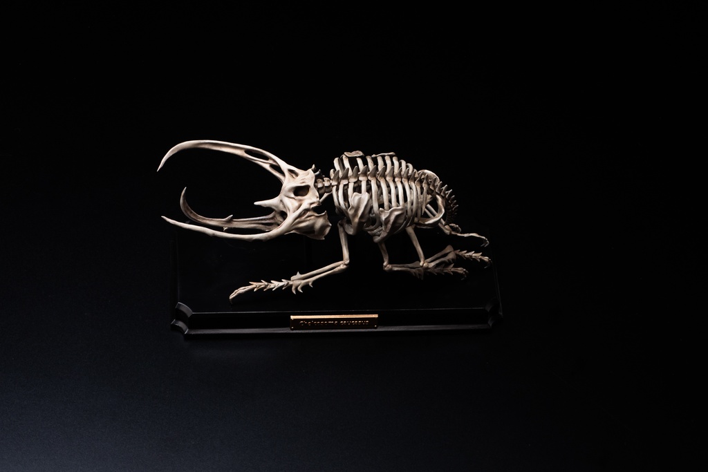 エンドスケルトンミュージアム コーカサスオオカブト