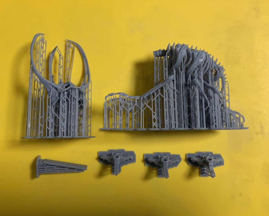 エンドスケルトンミュージアム コーカサスオオカブト