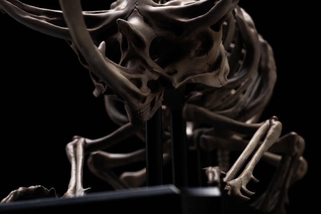 エンドスケルトンミュージアム コーカサスオオカブト